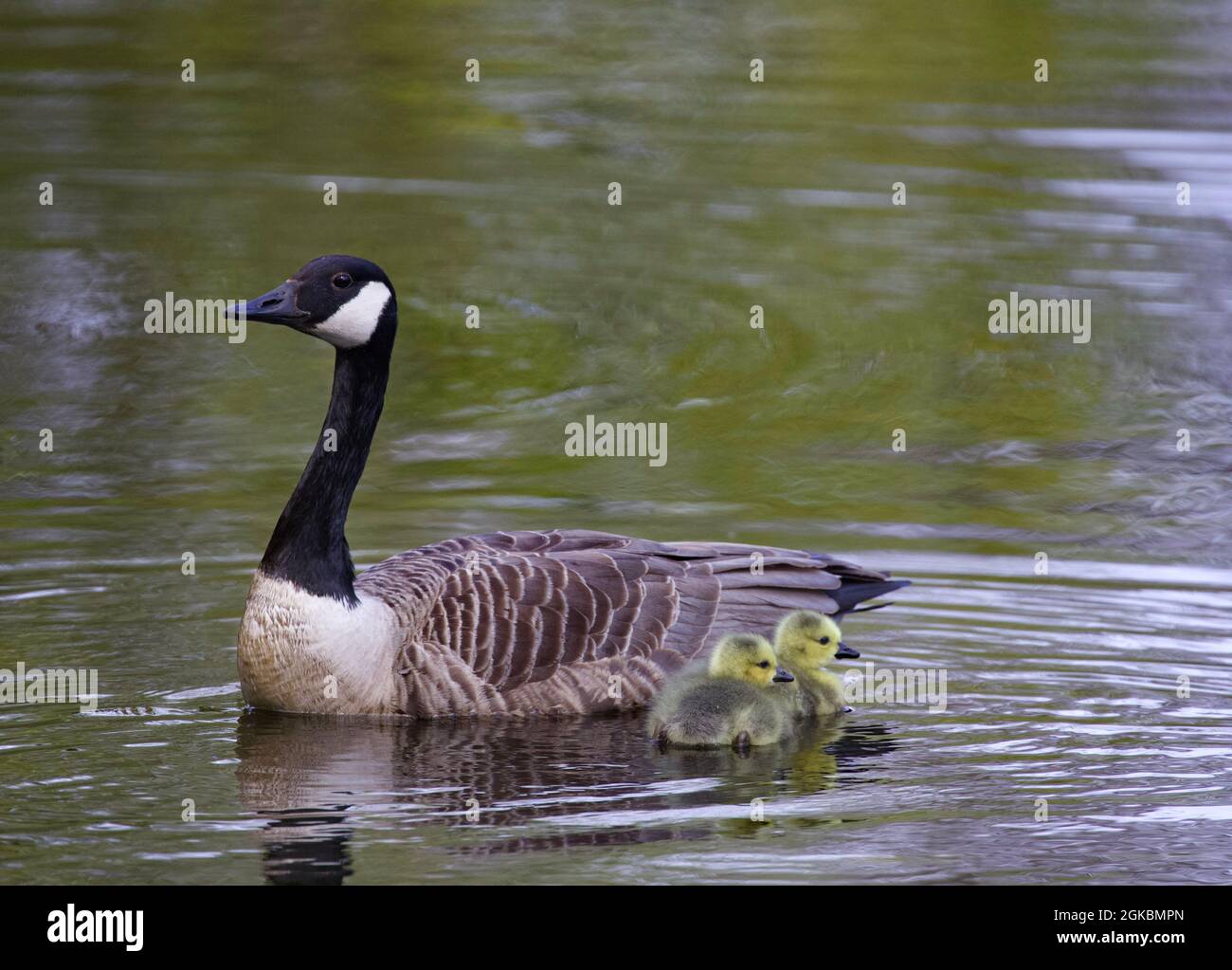 Female Canada Goose and Goslings Stock Photo