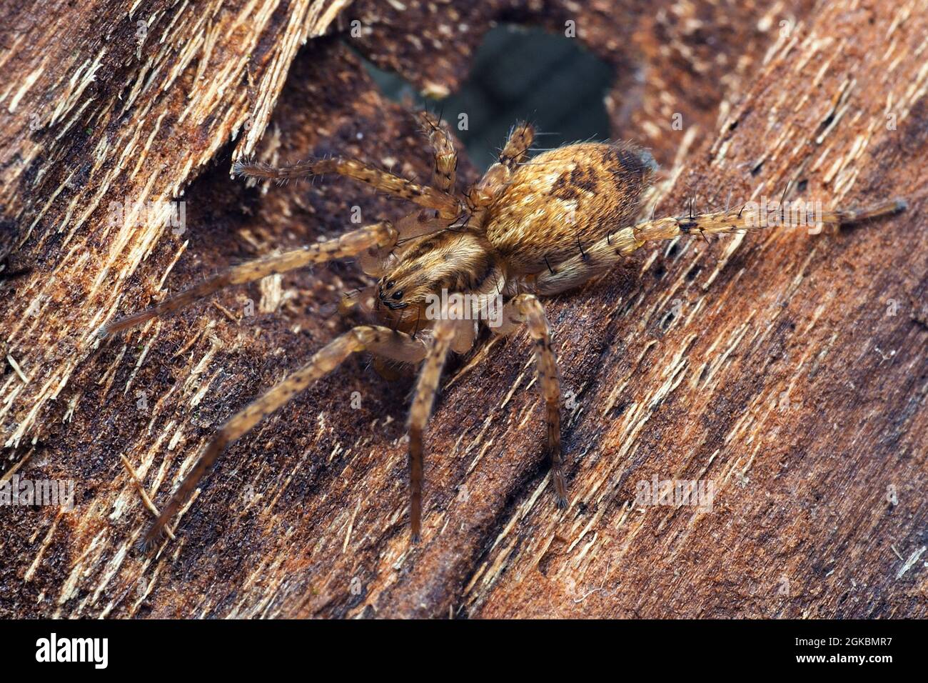 Buzzing spider (Anyphaena accentuata) at rest on tree bark. Tipperary ...