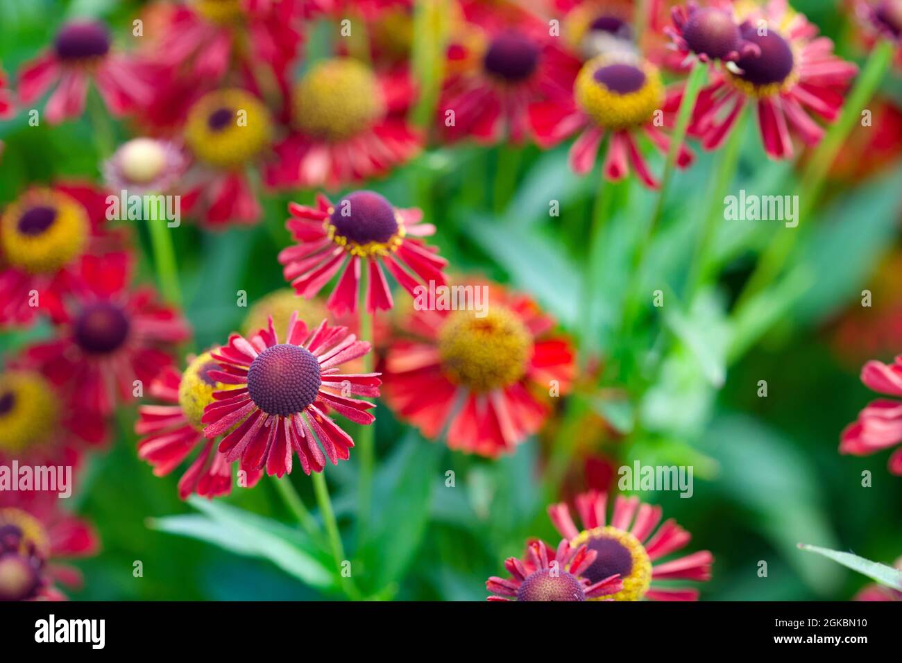 Helenium Sahin Early Flowerer Stock Photo
