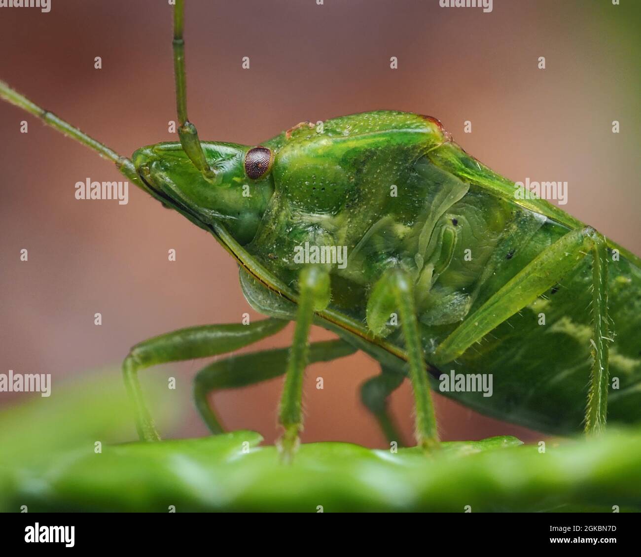 Close up of Juniper Shieldbug (Cyphostethus tristriatus) on cypress ...
