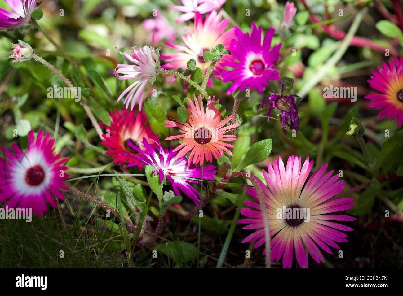 Mesembryanthemums - Dorotheanthus belidiformis - Livingstone Daisy Stock Photo