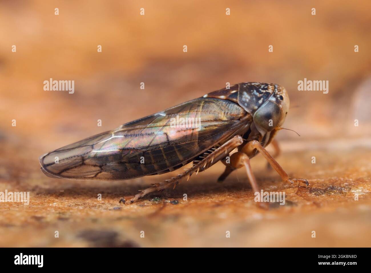 Idiocerus rutilans Leafhopper resting on tree bark. Tipperary, Ireland Stock Photo