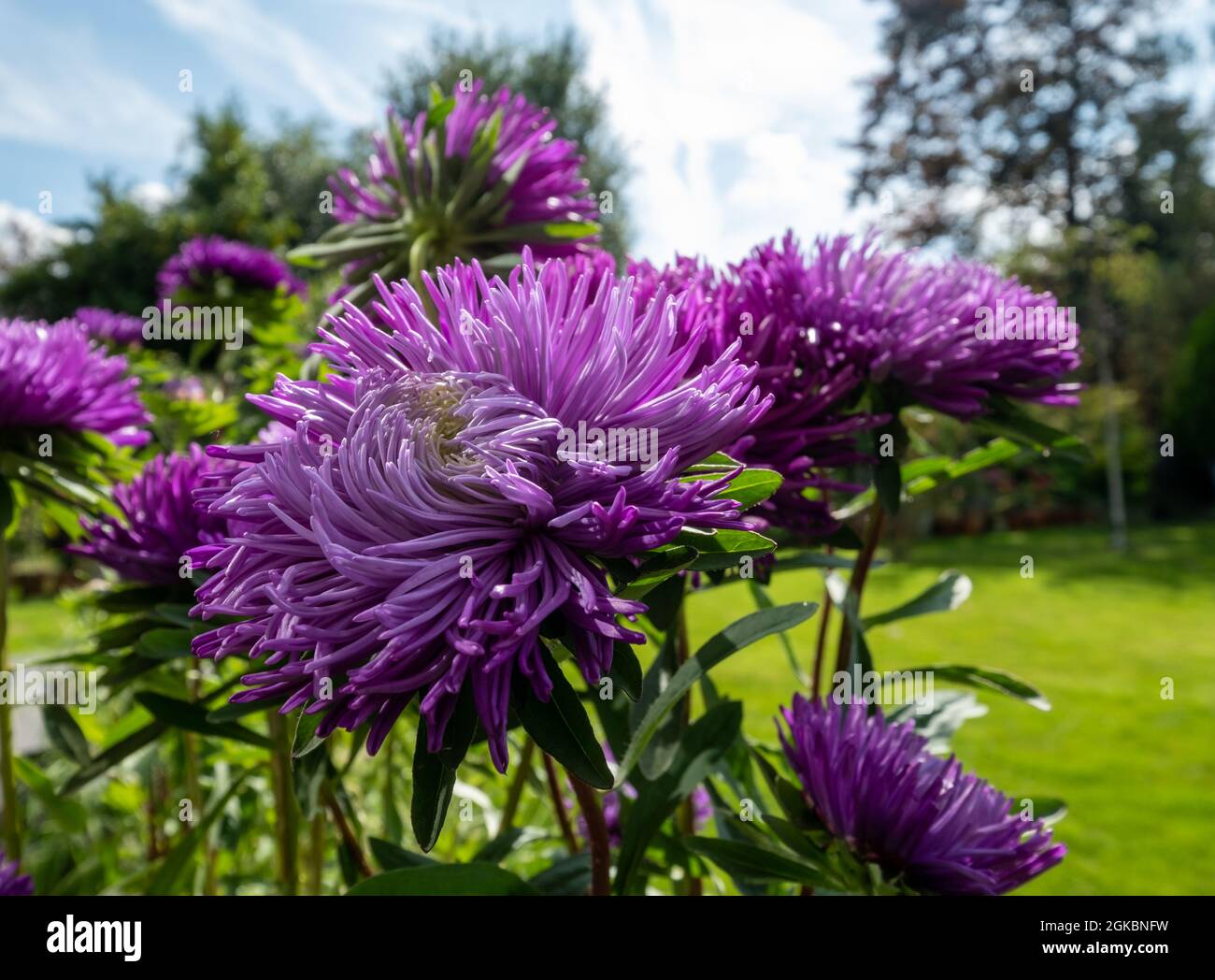 Brightly coloured purple aster flowers named Pavlova Blue. The flowers are annuals, and were photographed on a sunny day in the late summer in a subur Stock Photo