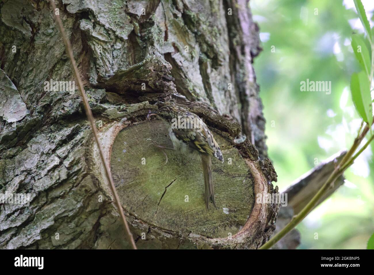 Treecreeper - Certhia familiaris - Eurasian Treecreeper Stock Photo