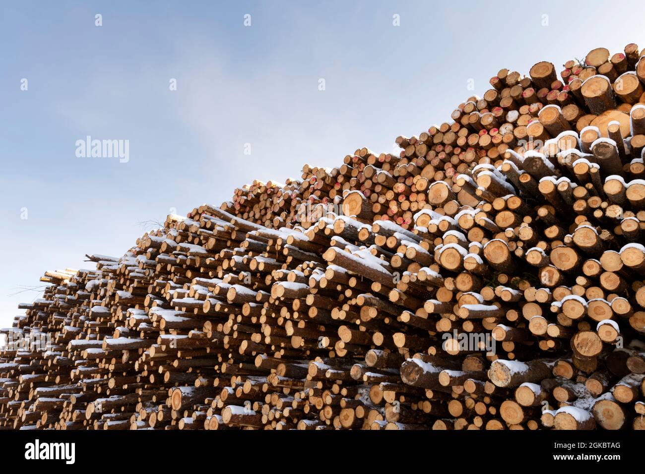 Pile of logged tree trunks. Sawn trees from the forest. Logging timber wood industry. Stock Photo