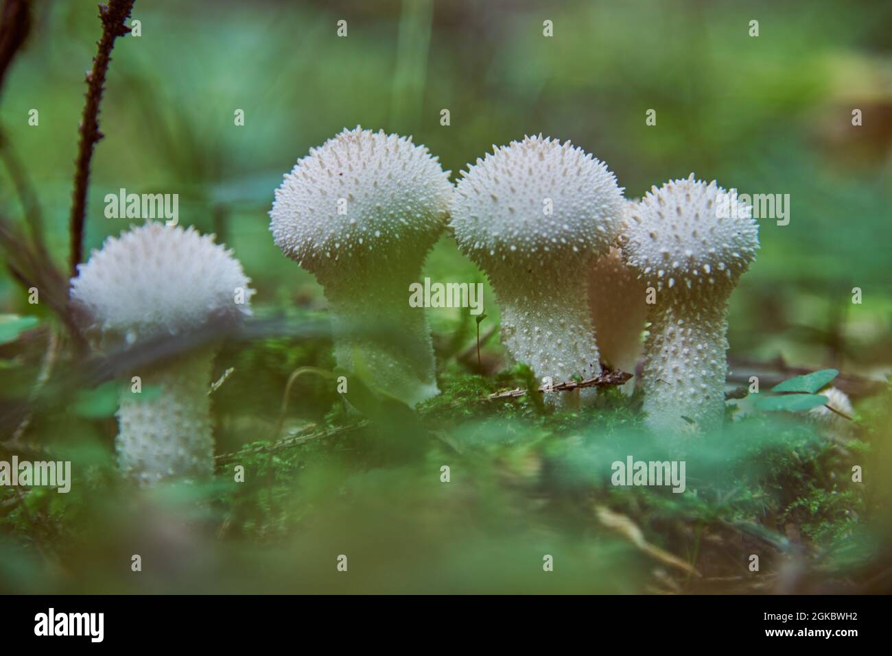 Four white spiny raincoat mushrooms grow in the grass in the autumn forest. Abstract background, picking mushrooms. Stock Photo