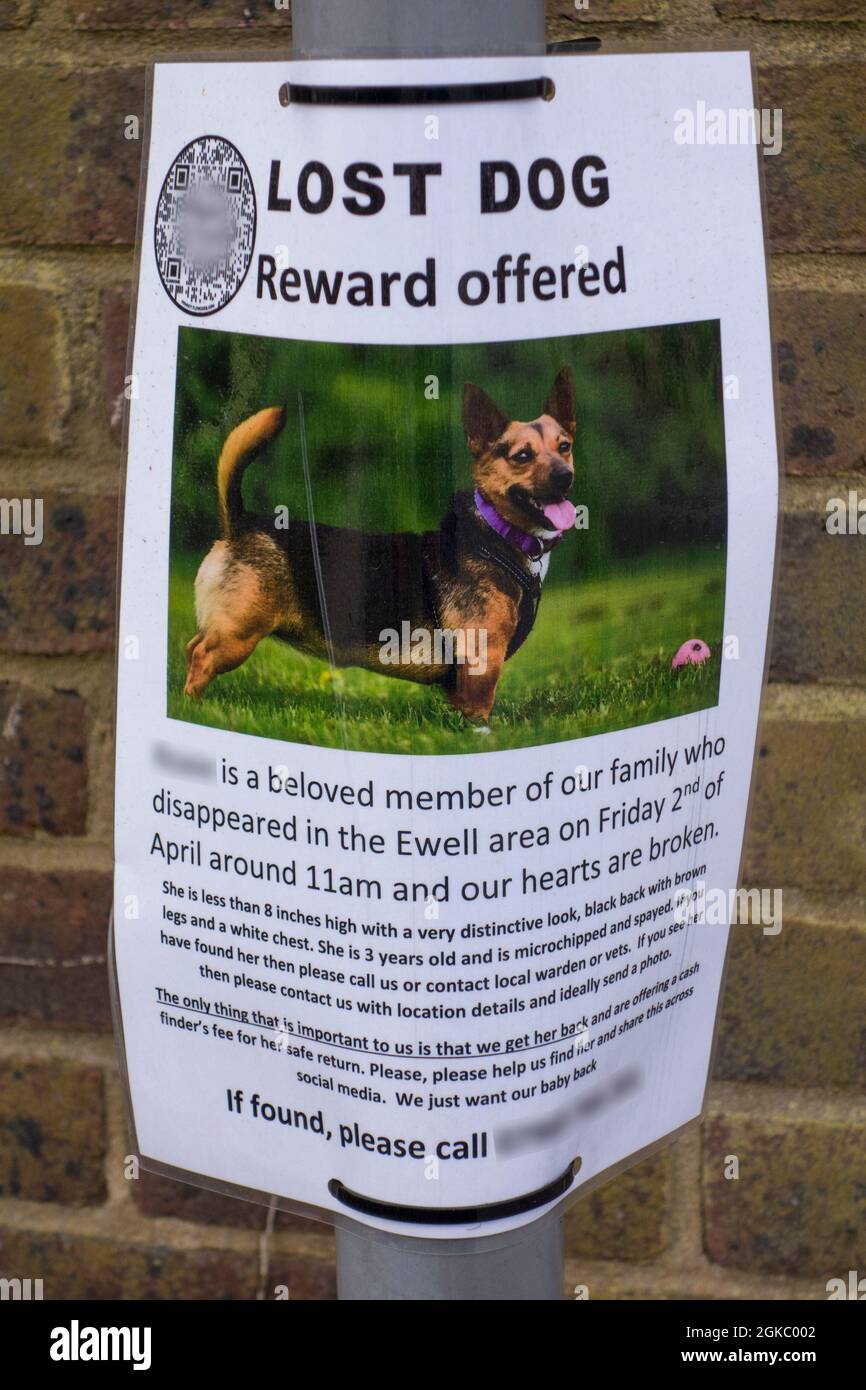 Lost dog poster offering reward by owner, Surrey, UK Stock Photo