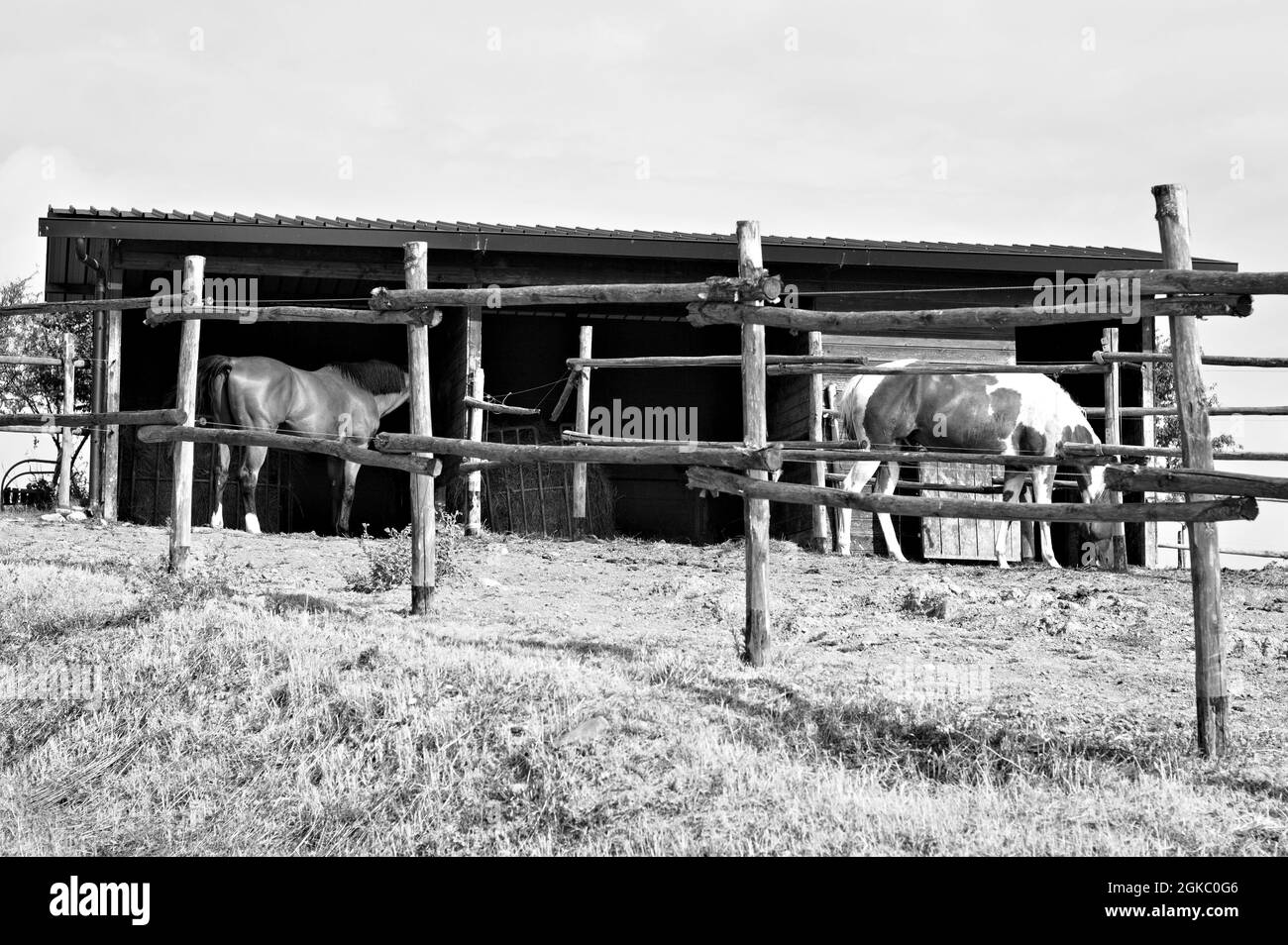 A pair of thoroughbred horses in the stable on a ranch in the Italian countryside (Umbria, Italy, Europe) Stock Photo