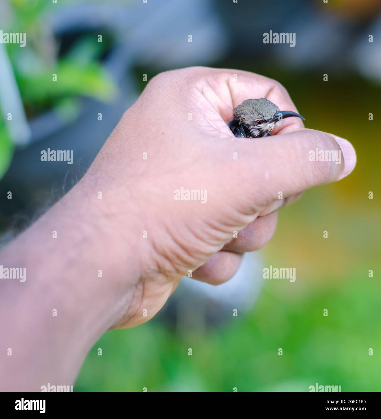 Crimson-backed sunbird hatchling holding by a male hand. Newborn baby bird in the warmth of the kind human being, the concept of the helping hand to t Stock Photo
