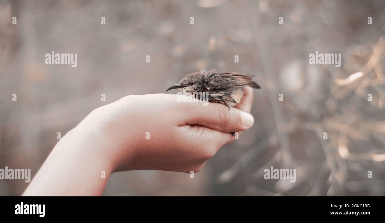 Holding a little hatchling on the palm of a girl's hand. Crimson-backed sunbird baby abandoned by the parent birds. Concept of the caring hand for the Stock Photo