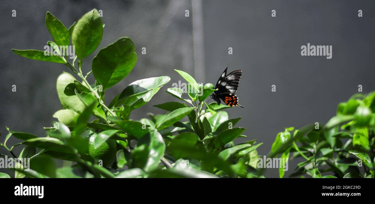 A large swallowtail butterfly, beautiful Pachliopta hector butterfly