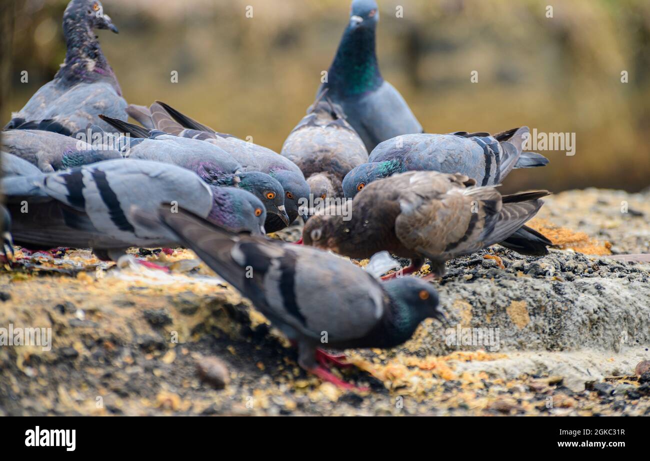 A flock of hungry pigeons feeding in the garbage junk food in the streets. Humble cleaning servants of beautiful mother nature. Stock Photo