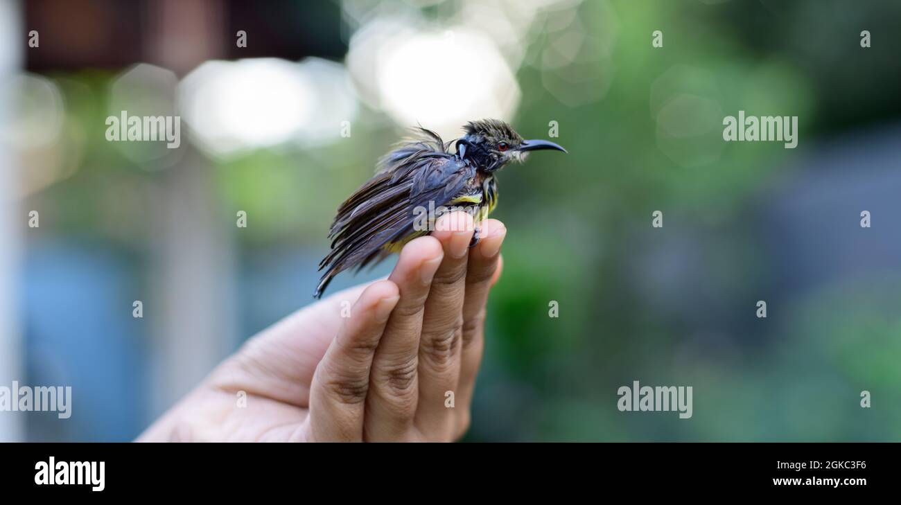A newborn baby bird sitting on the edge of the fingers of a girl. Crimson-backed sunbird hatchling abandoned by parent birds, the concept of helping h Stock Photo