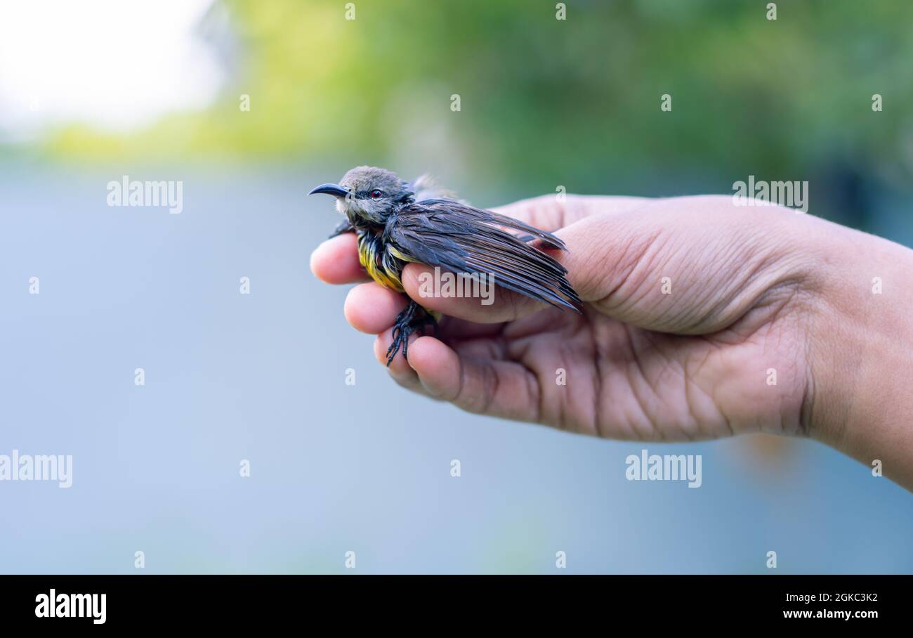 Rescued newborn baby bird holding softly in the fingers by a kind girl. Crimson-backed sunbird hatchling abandoned by parent birds, the concept of hel Stock Photo