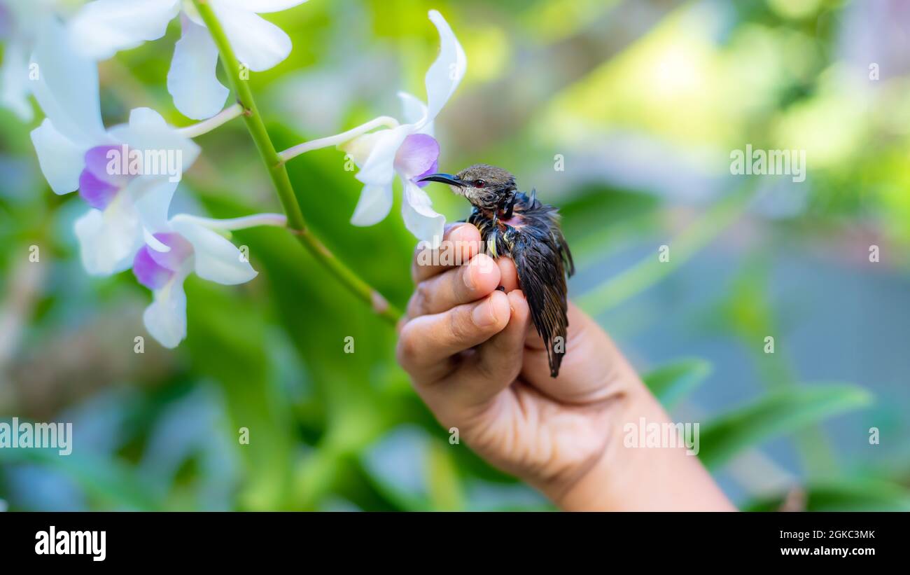 Rescued newborn baby bird holding closely to the flowers by kind women's hand. Crimson-backed sunbird hatchling abandoned by parent birds, the concept Stock Photo