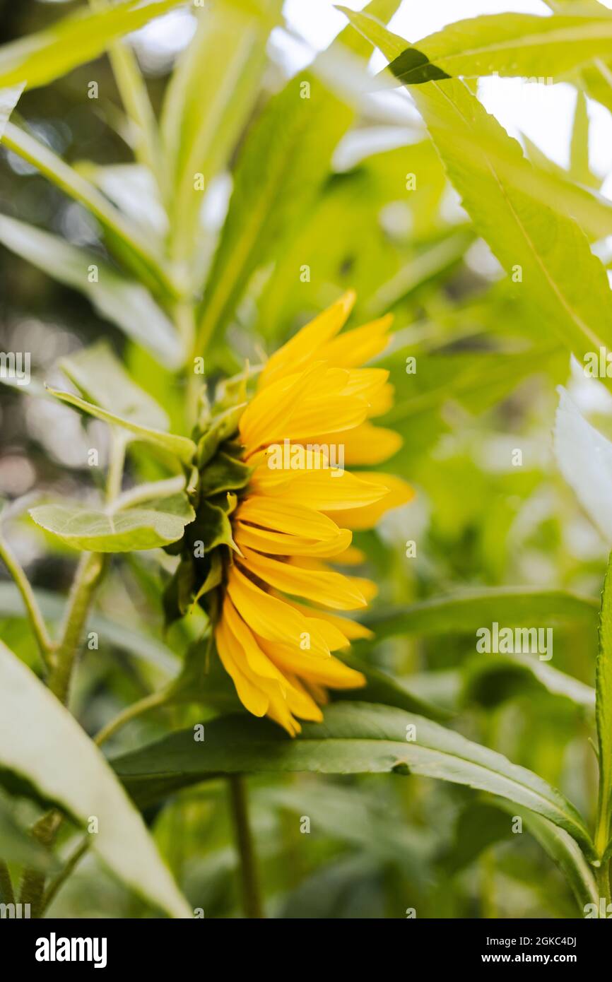 Beautiful view of a sunflower in a field under a cloudy sky Stock Photo ...