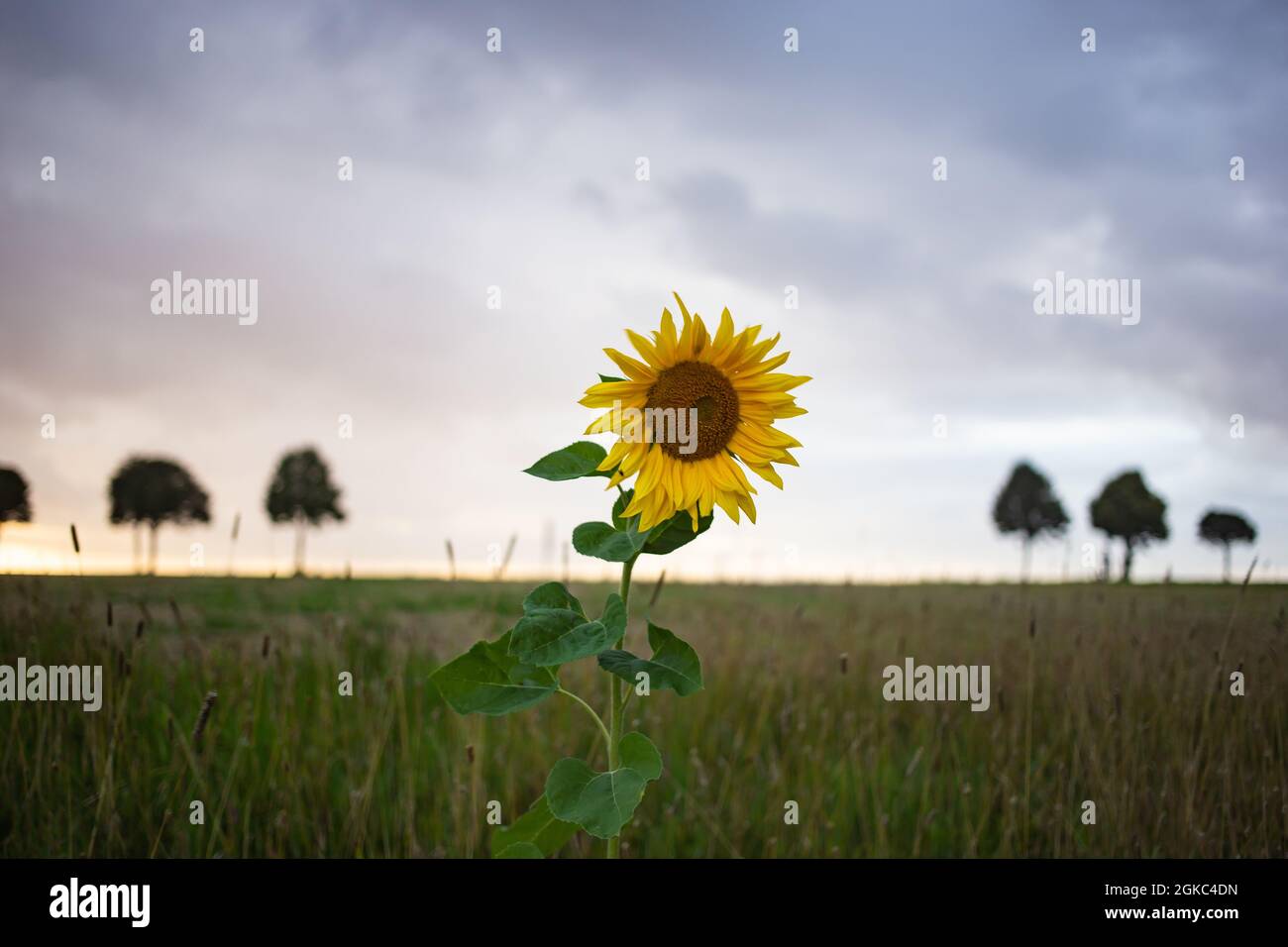 Beautiful view of a sunflower in a field under a cloudy sky Stock Photo ...
