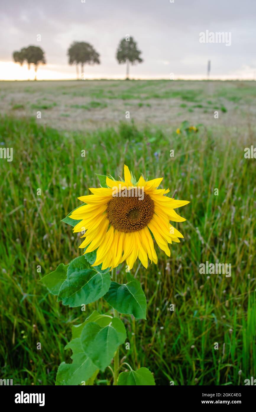 Beautiful view of a sunflower in a field under a cloudy sky Stock Photo ...