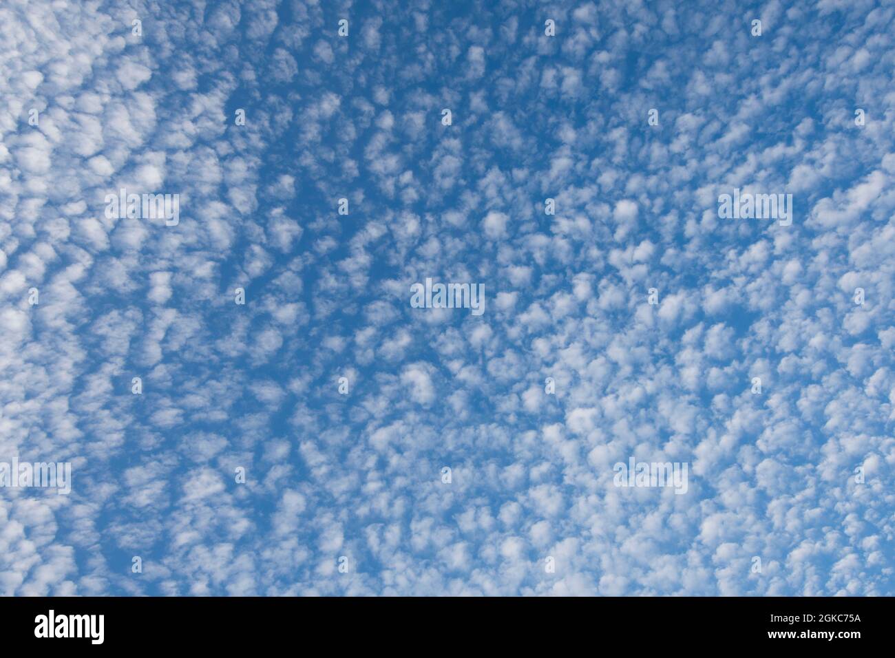 many altocumulus clouds in blue sky above England Stock Photo - Alamy