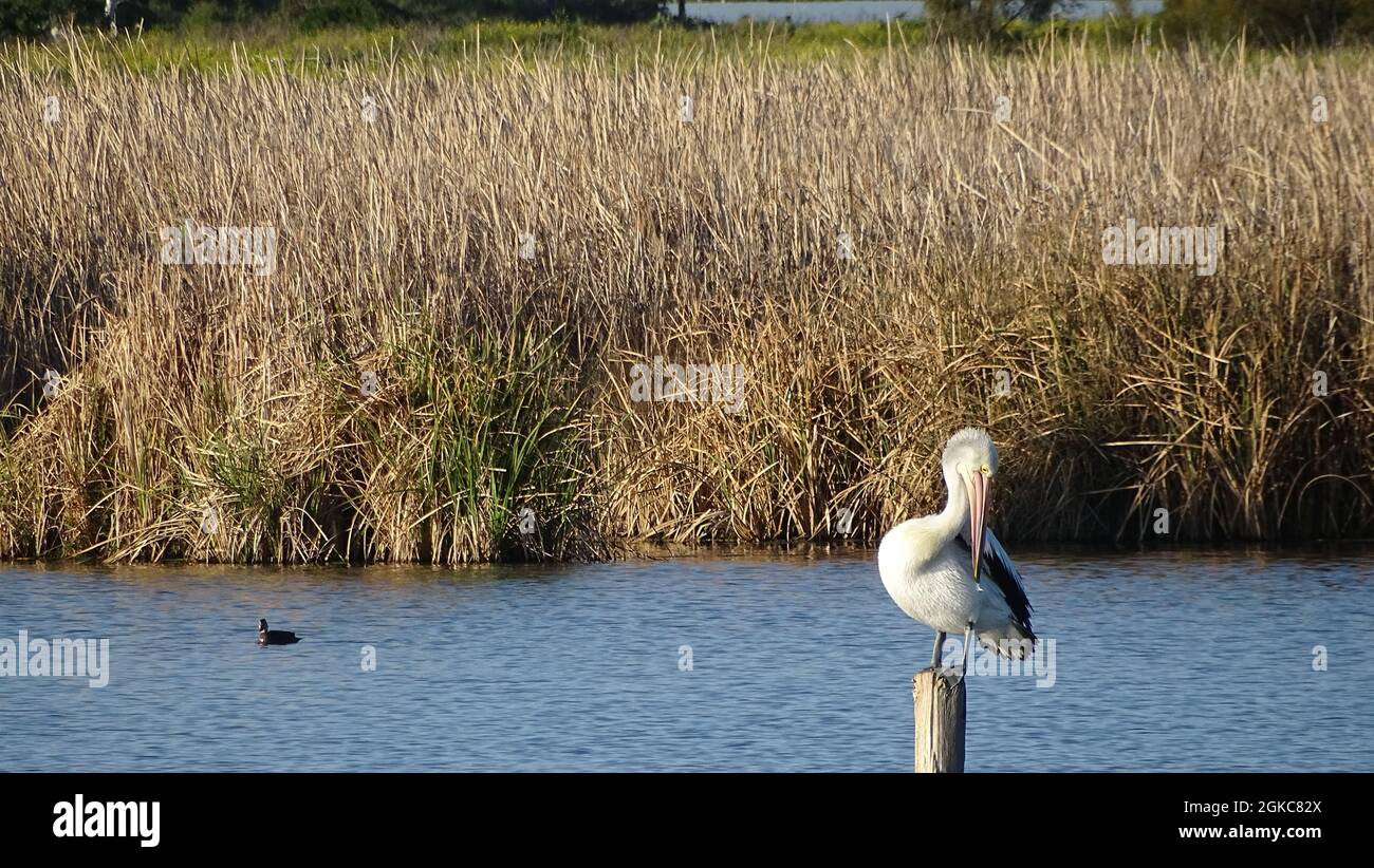 Pelican and duck Stock Photo - Alamy