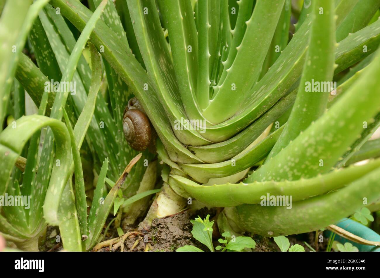 alnatura aloe vera gel Allurials All Natural Aloe Vera Gel main image 1