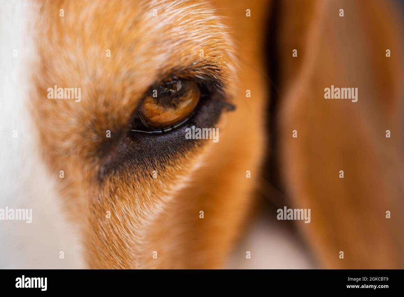 A closeup of a beagle dog eye. Stock Photo