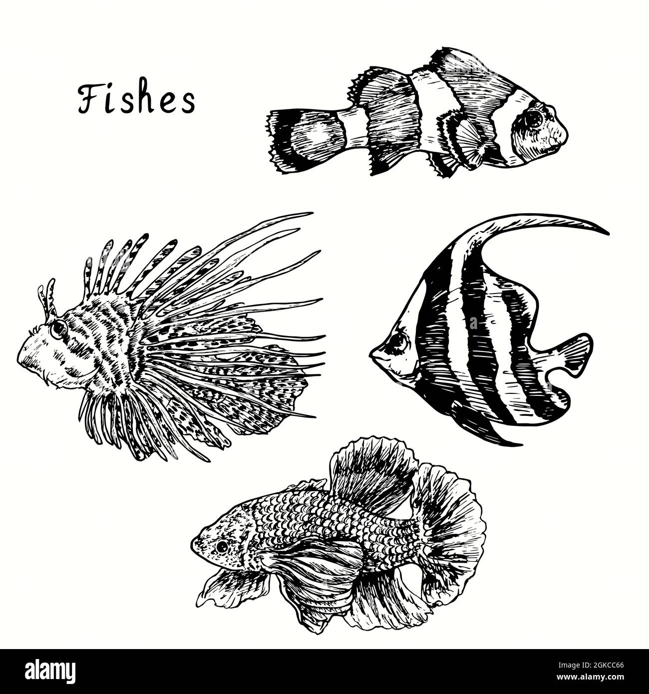 Beautiful fishes collection, Clownfish, red lionfish, schooling bannerfish, siamese fighting fish. Ink black and white doodle drawing  woodcut  style Stock Photo