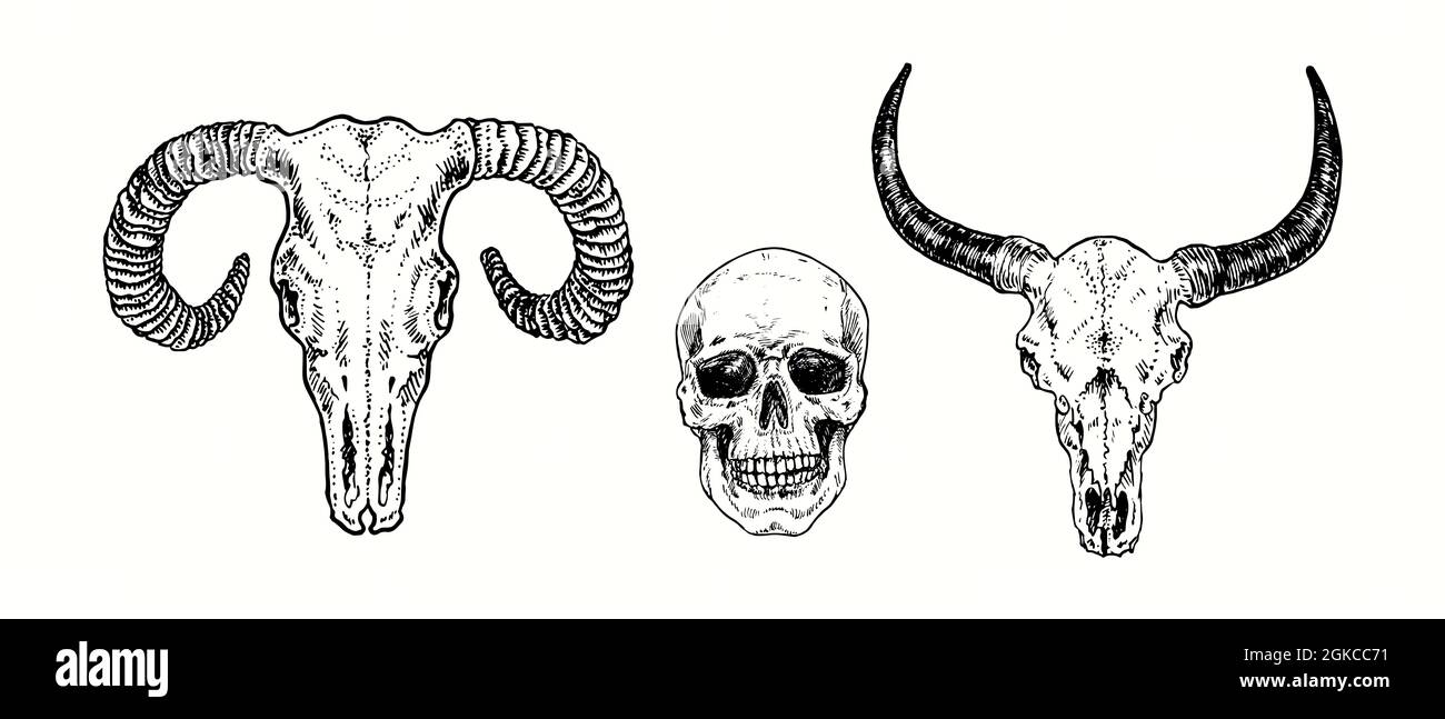 Skull collection, ram, human and bull front view. Ink black and white drawing illustration Stock Photo