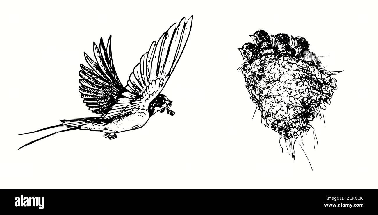 Hand drawn swallow flying to feed chicks in nest. Ink black and white