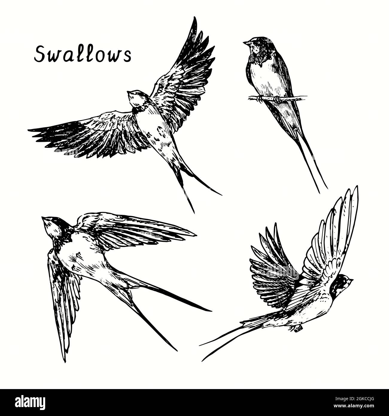 Hand drawn swallow bird flying collection. Ink black and white drawing