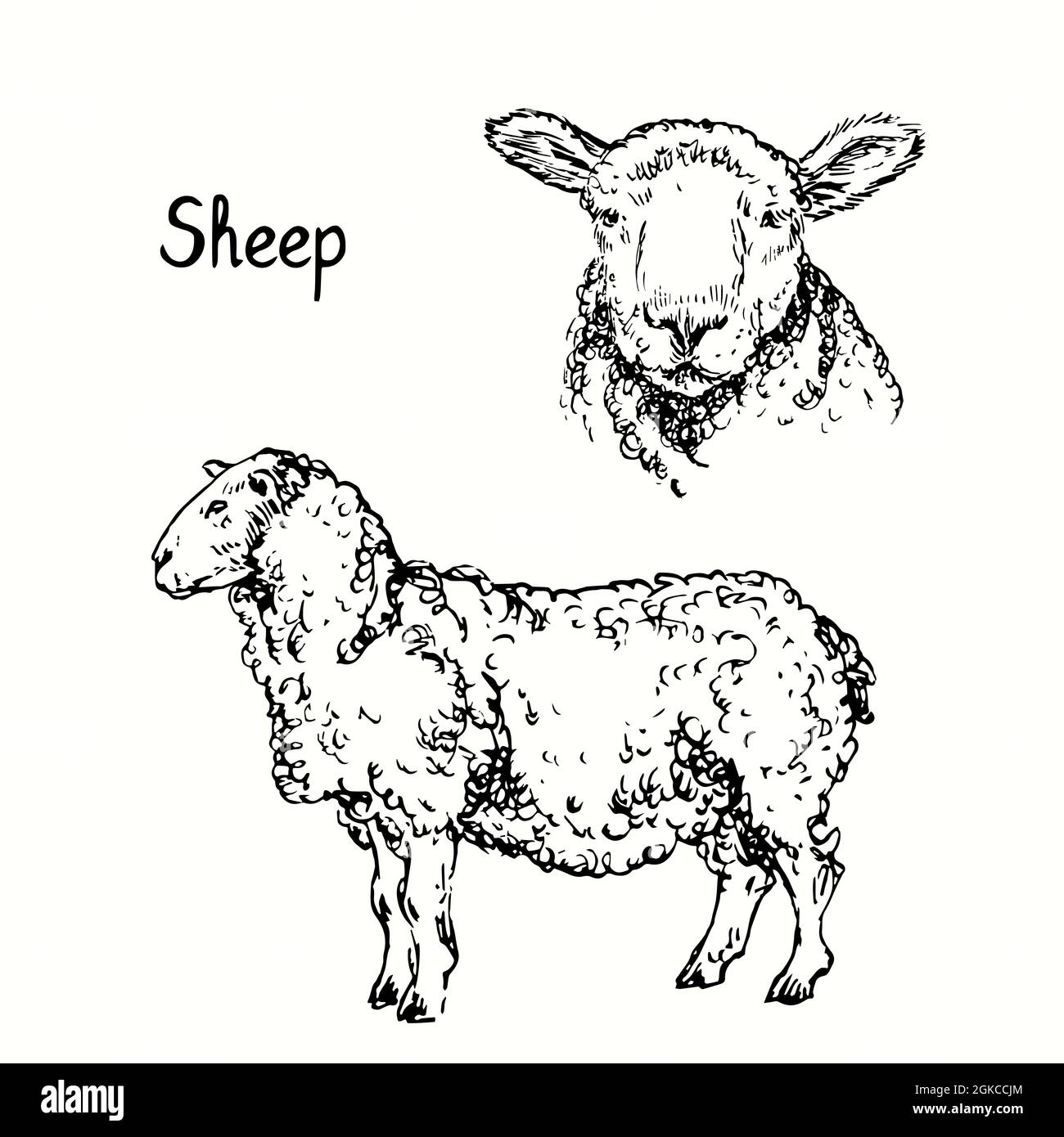 Sheep Side View Drawing