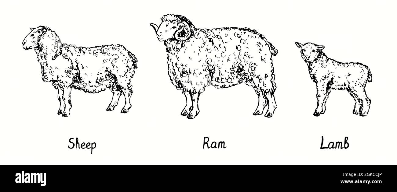 Sheep Side View Drawing