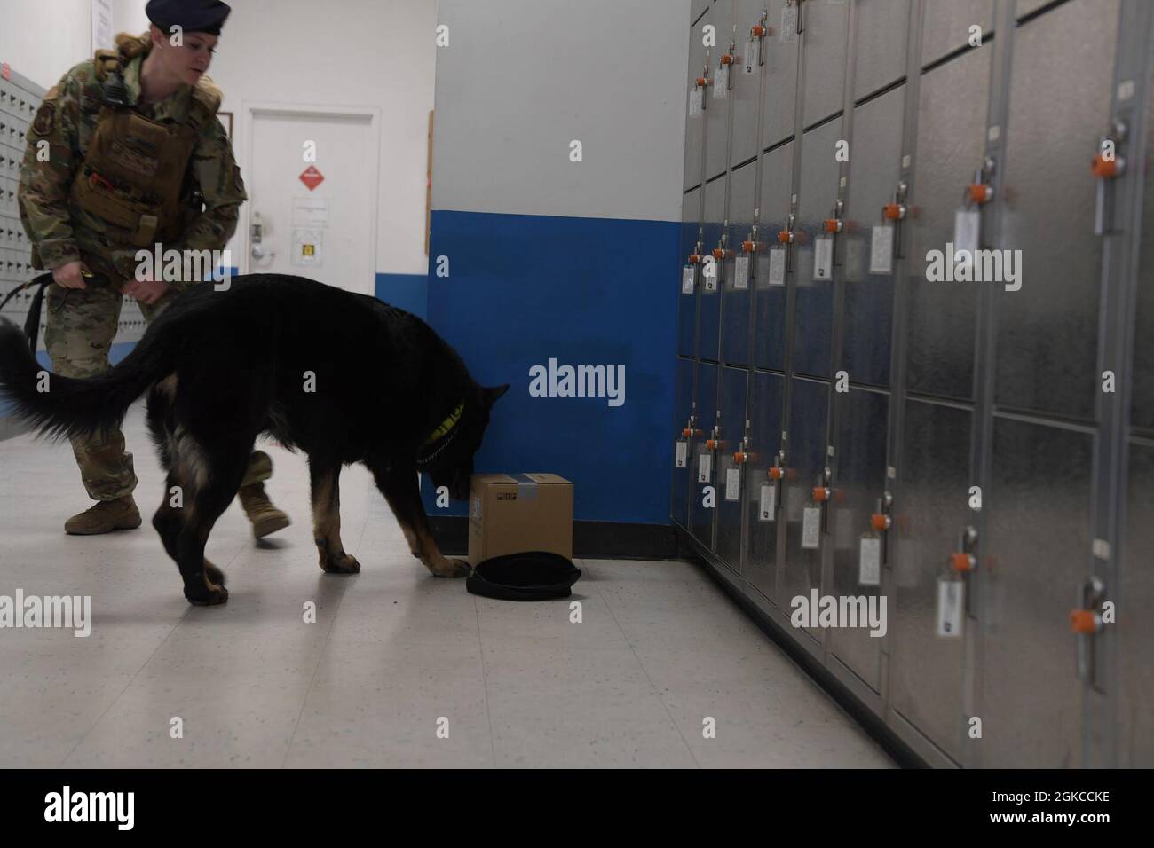 Staff Sgt. Samantha Champion, 51st Security Forces Squadron military  working dog handler, and MWD Zody, respond to a training event at Osan Air  Base, Republic of Korea, March 11, 2021. The training