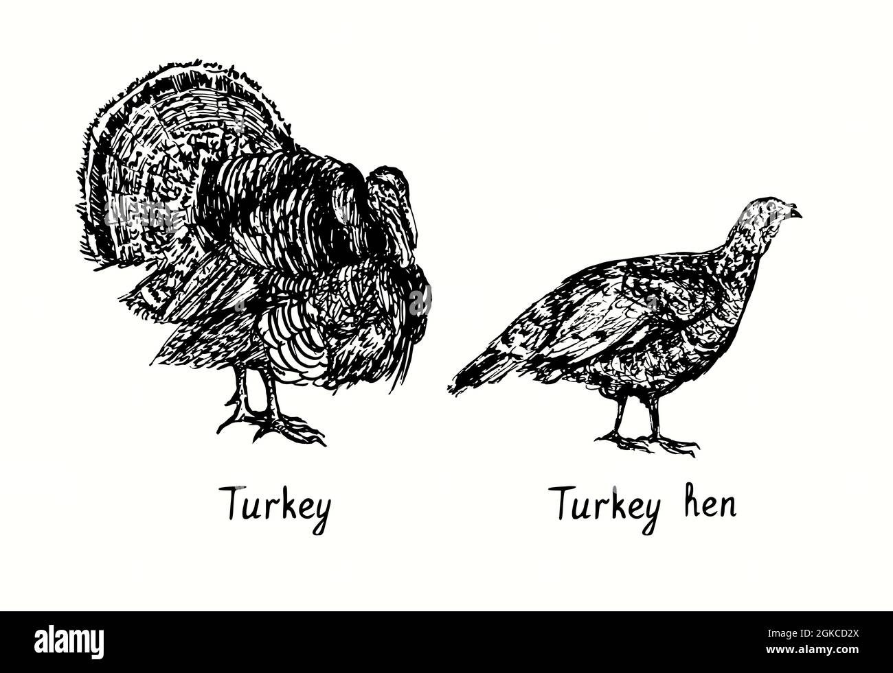 Turkey male  and female side view. Ink black and white doodle drawing in woodcut style illustration Stock Photo
