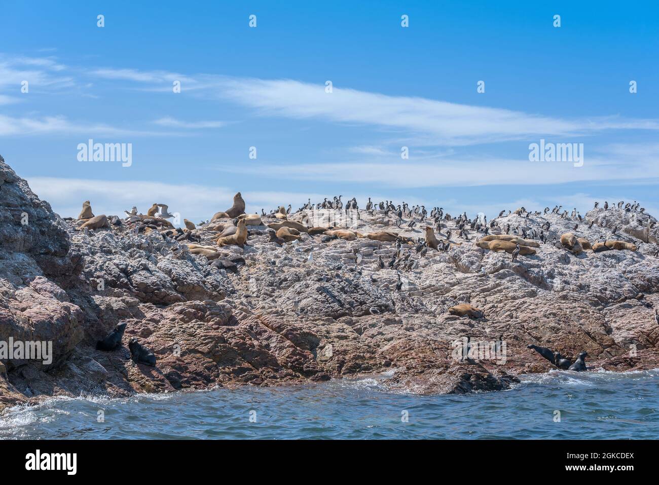 Sea lions and cormorant colony on the Argentine coast of Patagonia Stock Photo
