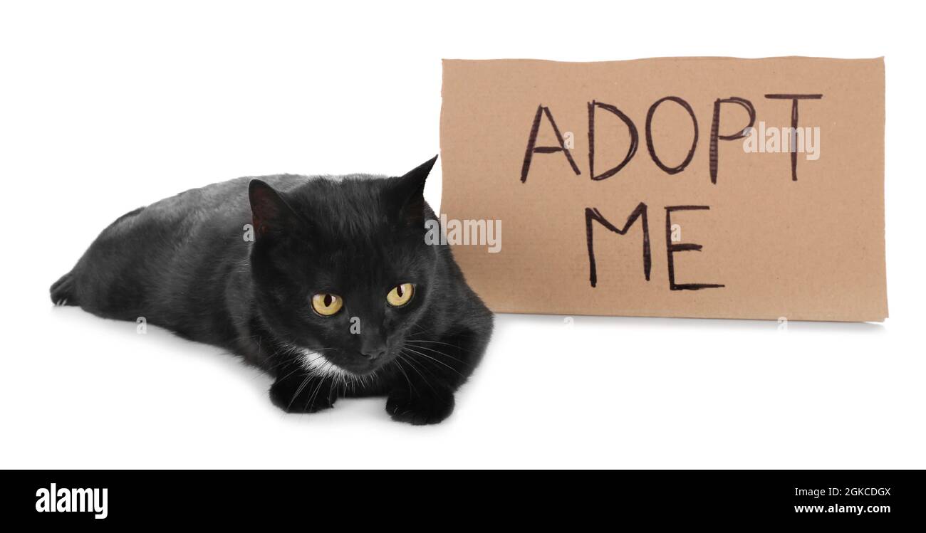 Black cat and carton with text ADOPT ME on white background Stock Photo ...