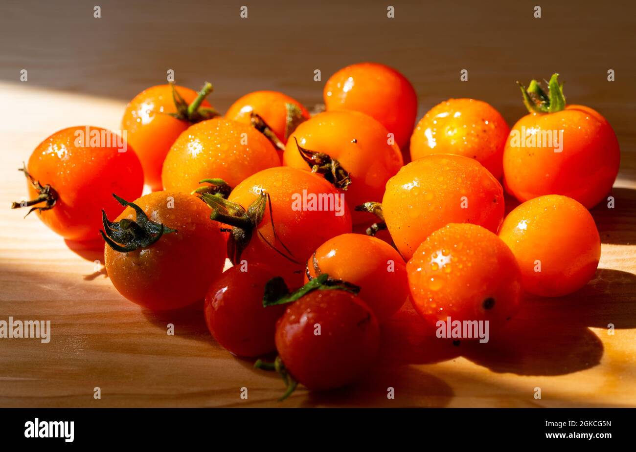 Fresh Tumbling Tom Tomatoes complete with their stalks and small droplets of water on a wooden chopping board Stock Photo