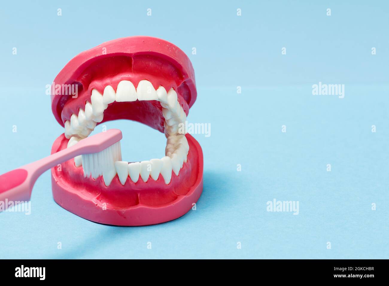 Layout of the human jaw and a toothbrush on the blue background Stock ...