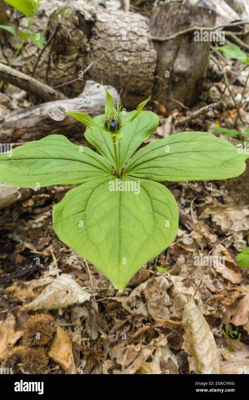 Herb Paris (Paris quadrifolia) a perennial plant found in damp woodland, flowering from June/August. Woolhope Herefordshire. July 2021. Stock Photo