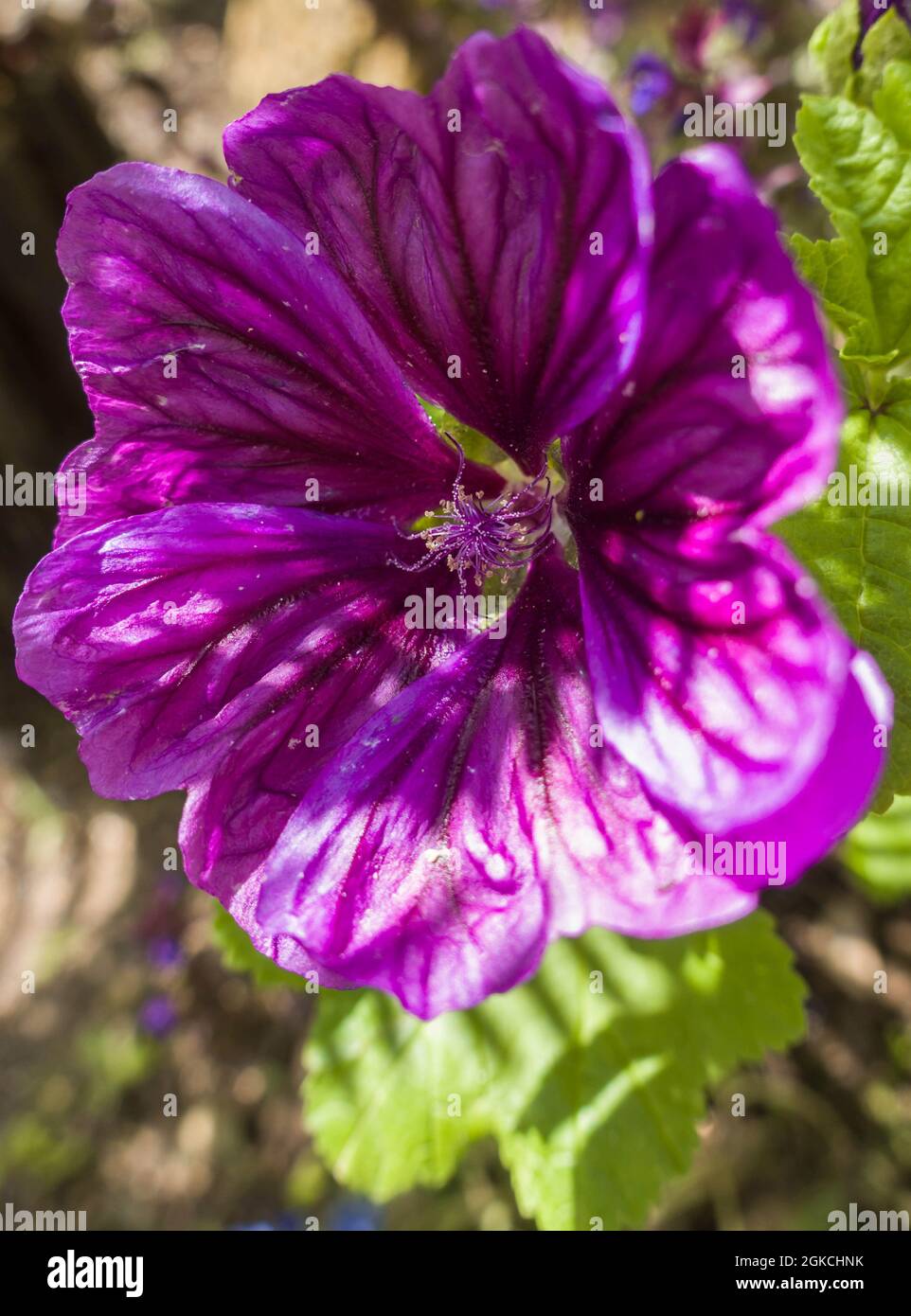 Tree Mallow (Malva arborea) native to southern Europe but now widely naturalised. Hereford UK July 2021 Stock Photo