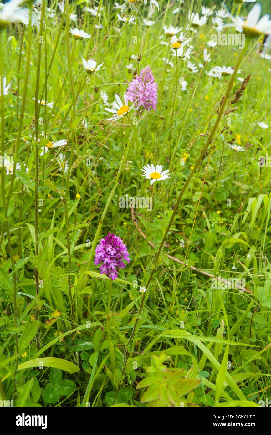 Pyramidal Orchid (Anacamptis pyramidalis) growing amongst Oxeye Daisy (Leucanthemum vulgare. Woolhope Herefordshire UK. July 2021 Stock Photo