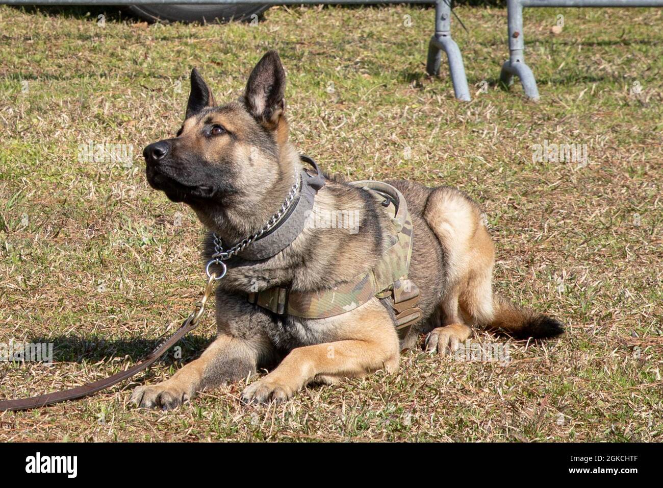 Military Working Dog Groll, a K-9 assigned to 93rd Military Working Dogs Detachment, 385th Military Police Battalion, awaits commands from his handler during a MWD demonstration March 13, 2021, at Holbrook Pond in Fort Stewart, Georgia. The 93rd MWD Det. supports the U.S. Forces Command and U.S. Secret Service missions by performing specialized security patrols and detecting explosives and narcotics. Stock Photo