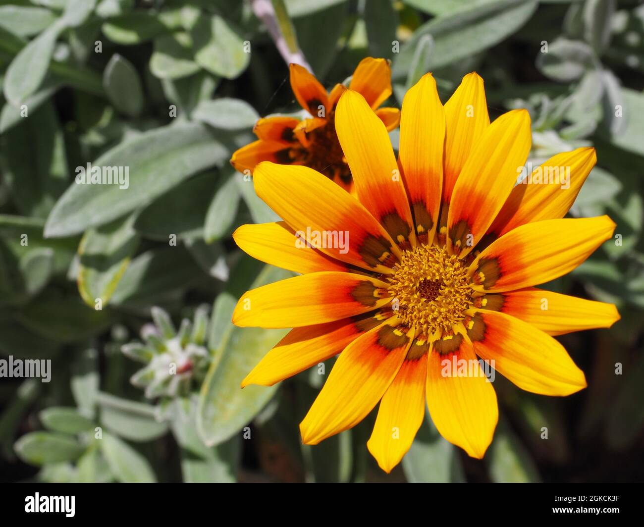 Yellow orange Gazania rigens blooming in the background of silver foliage. Clumping or treasure flower, is flowering plant in the family Asteraceae. Stock Photo