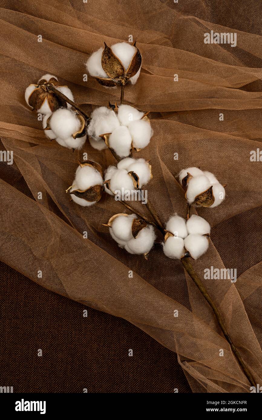 cotton branch to decorate apartments seen from top view on brown tulle