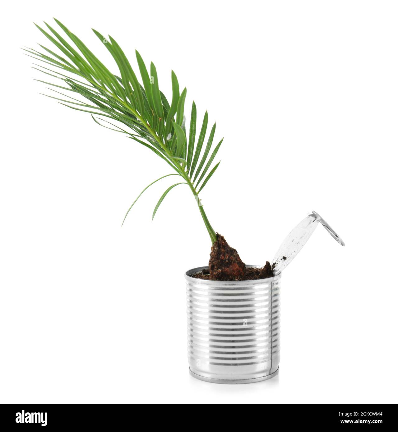 Young palm tree in tin can isolated on white. Recycling garbage concept
