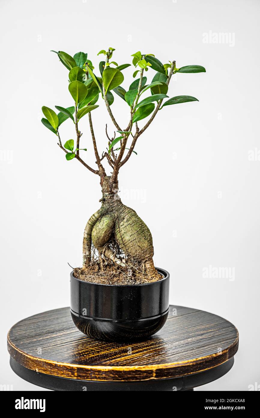 Ficus ginseng bonsai on a metal and wood industrial round chair Stock Photo