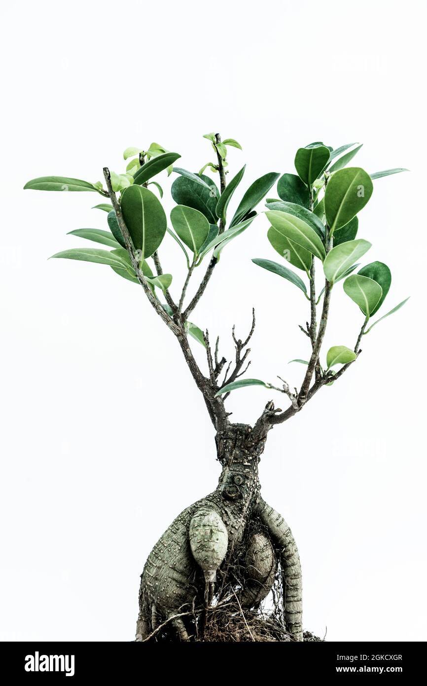 Bonsai ficus ginseng with green leaves and white background Stock Photo