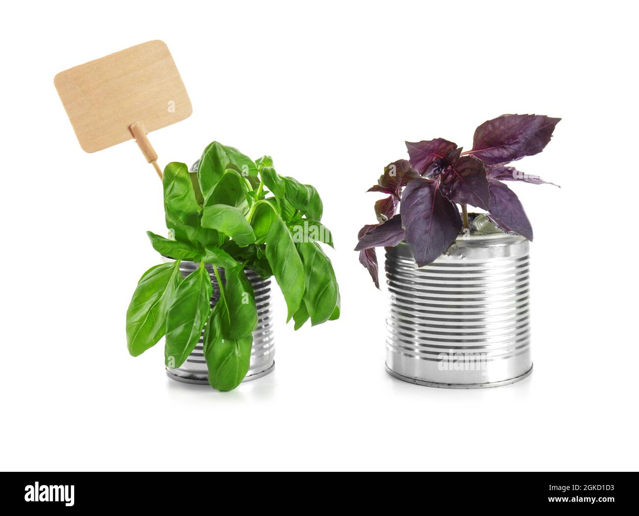 Young plants in tin cans isolated on white. Recycling garbage concept