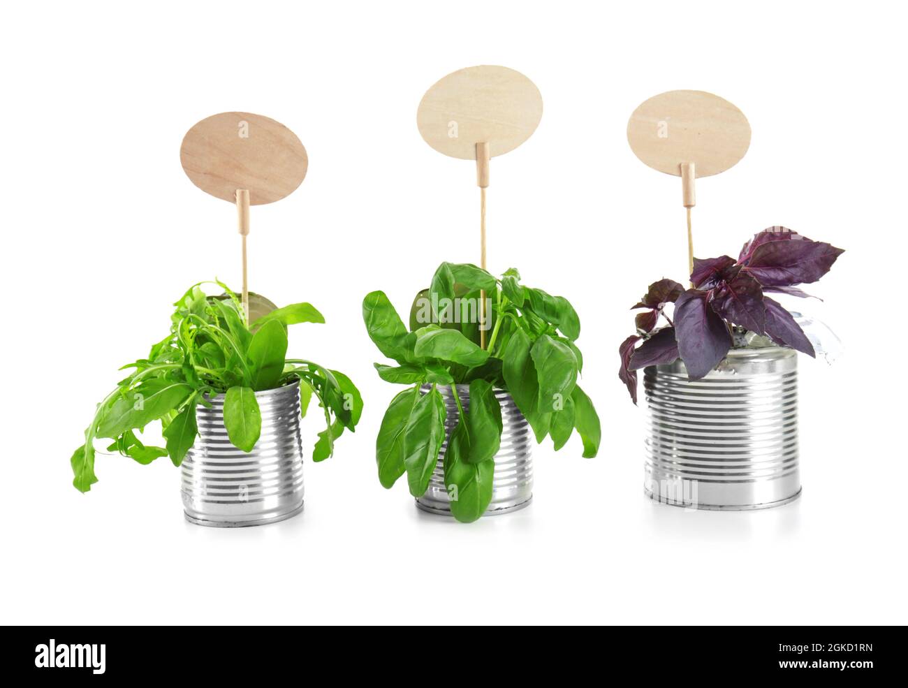 Young plants with nameplates in tin cans isolated on white. Recycling