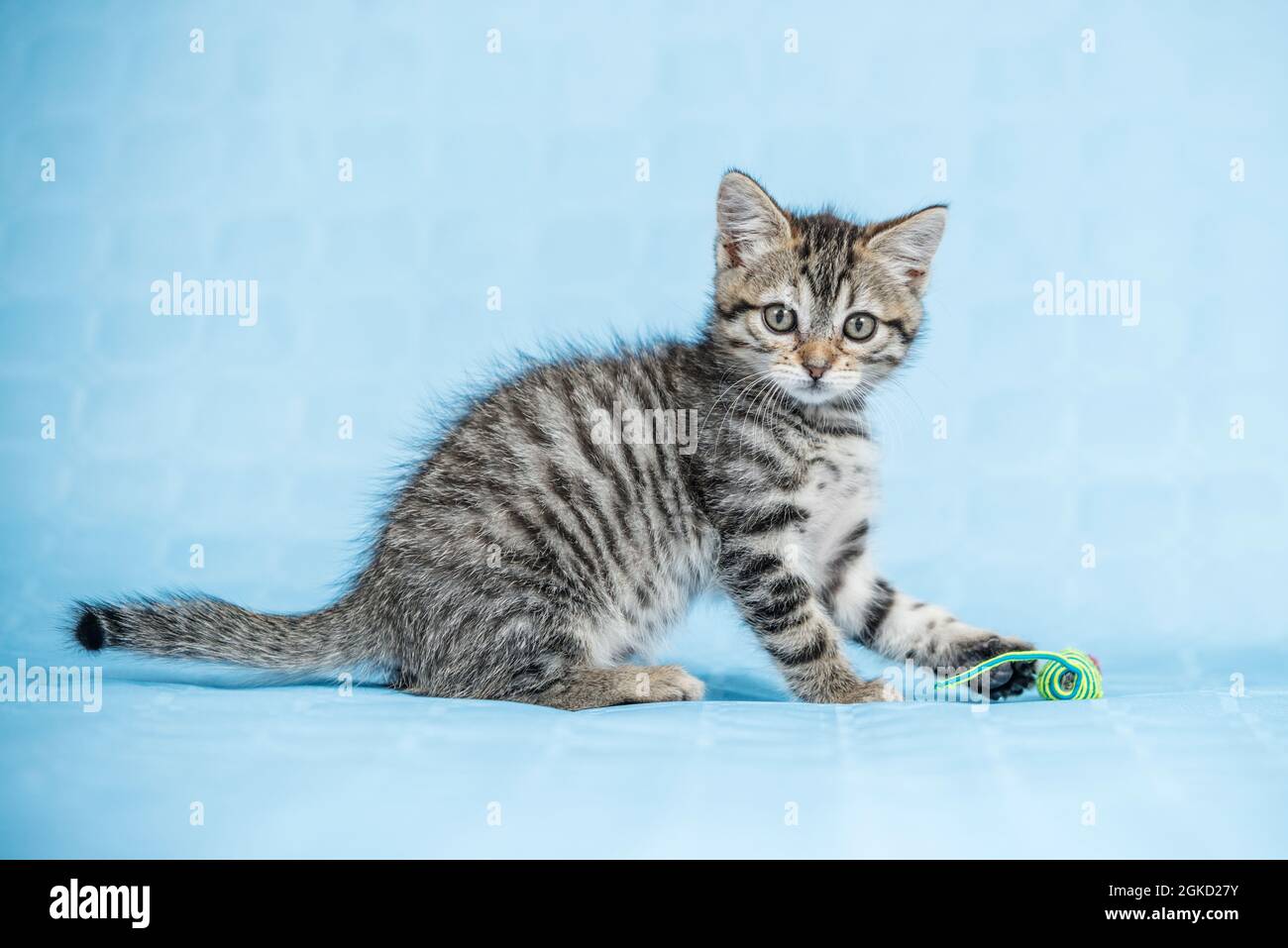 pretty baby striped cat playing with a gaudy colored rope mouse on blue background Stock Photo